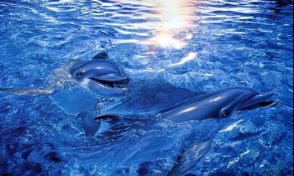 海洋馆水质处置惩罚解决计划,海洋馆水质处置惩罚,海洋馆水处置惩罚系统 海洋馆水质处置惩罚解决计划,海洋馆水质处置惩罚,海洋馆水处置惩罚系统